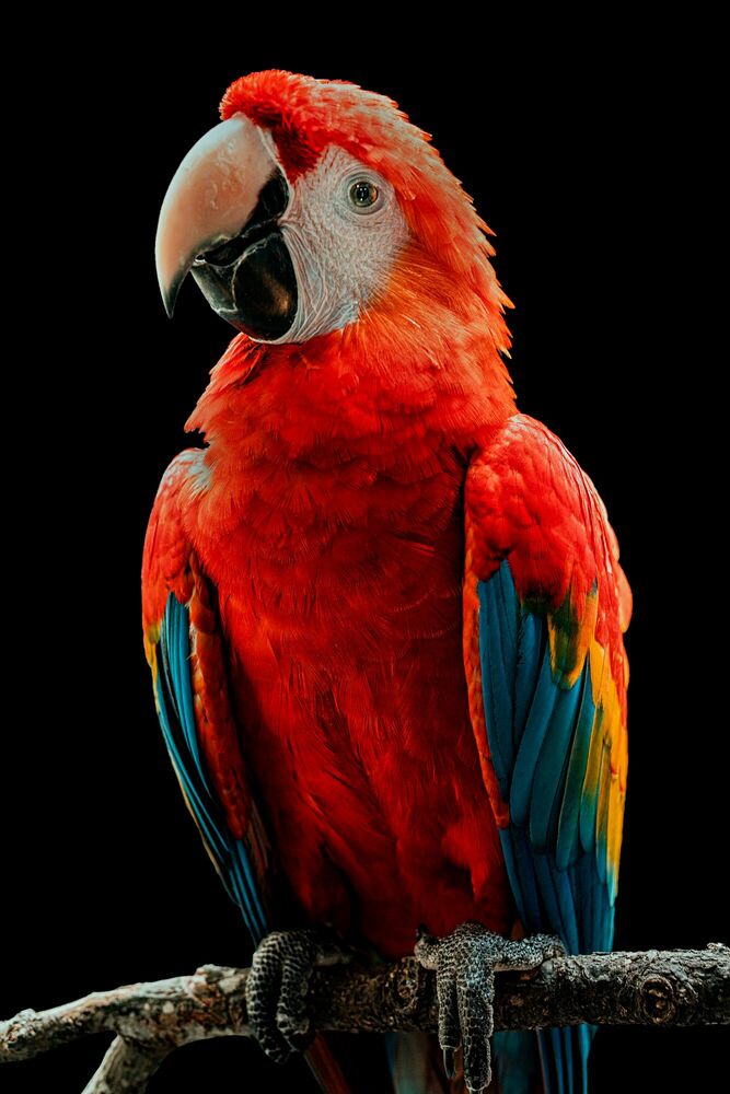 Custom Parrot Portrait Parrot Painting Bird Portrait Custom 