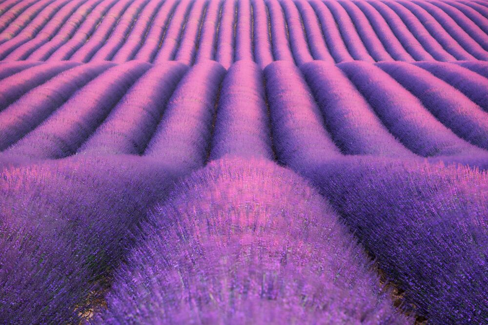 Fotografia Infinite Lavender - David Clapp - Pittura di immagini