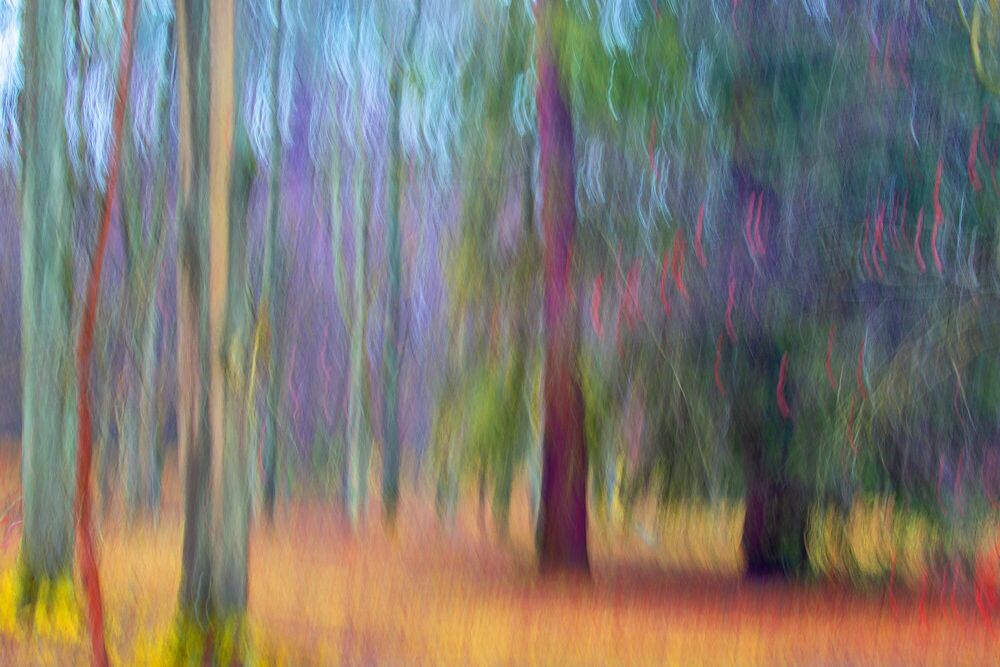 Fotografie Forest with two cypress trees  - Fan Li - Bildermalerei