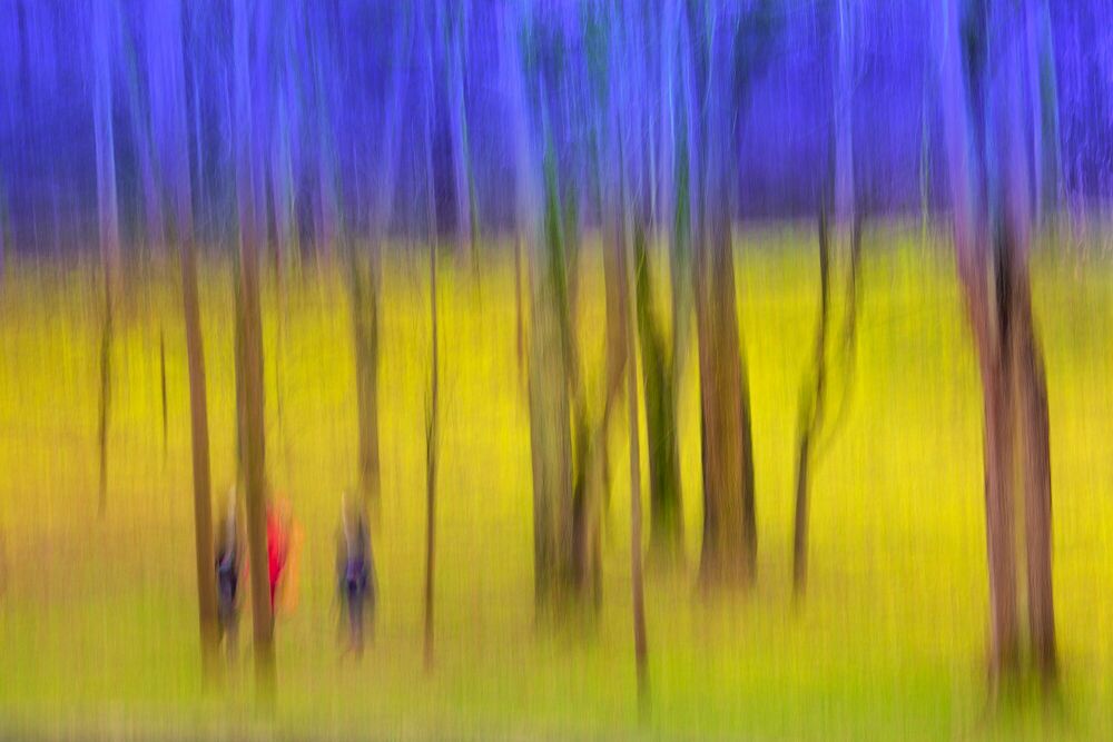 Fotografie Three visitors in the woods - Fan Li - Bildermalerei
