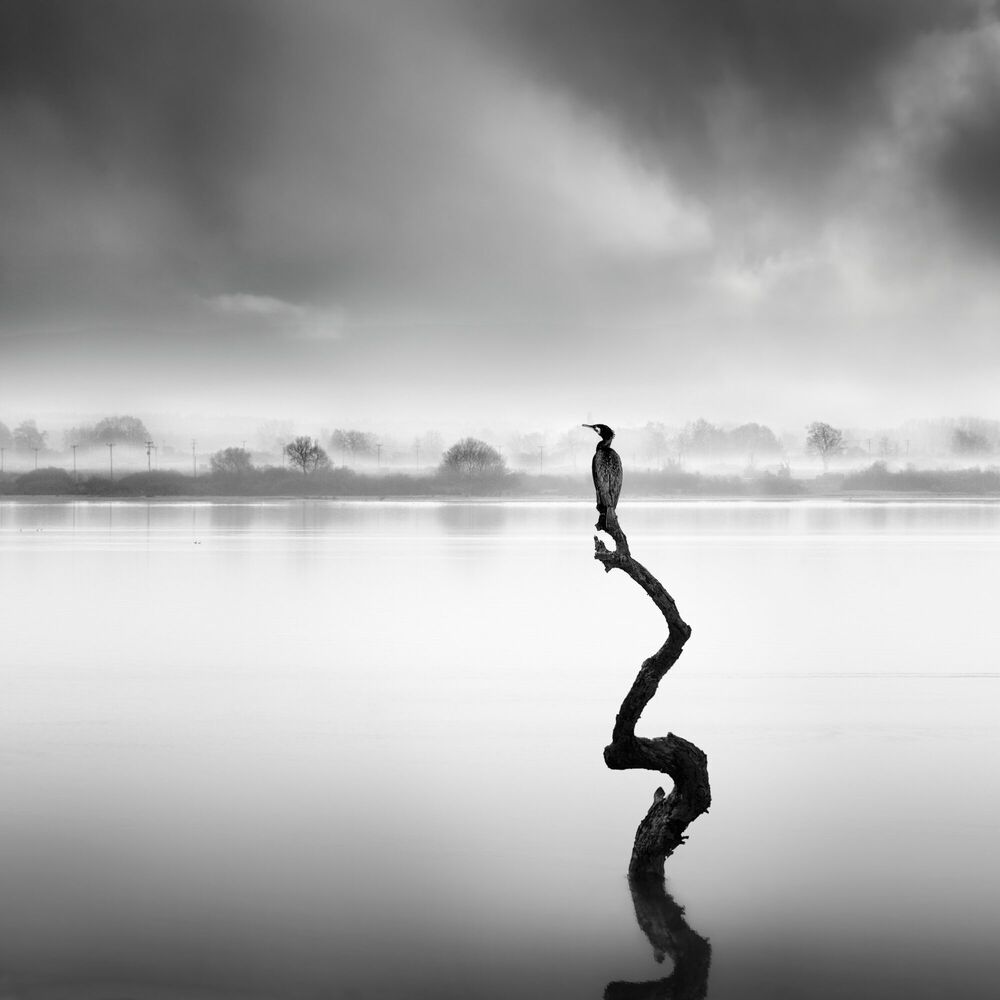 WHISPERS OF SILENCE, Black & White bird, GEORGE DIGALAKIS