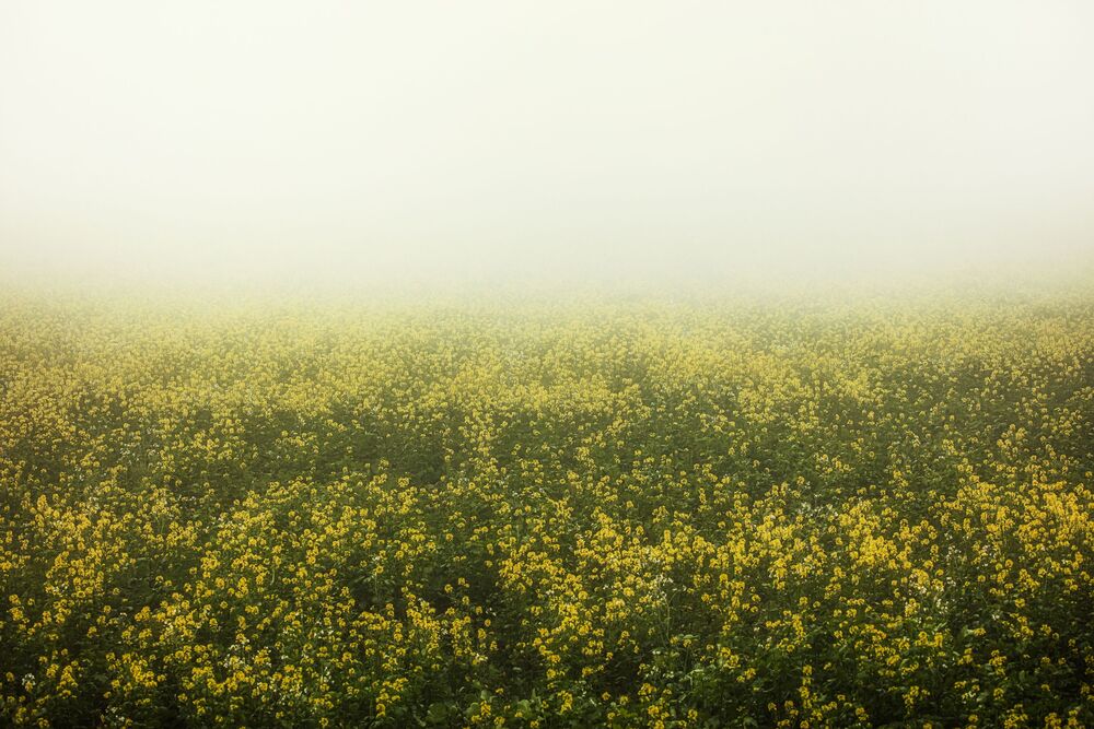 Fotografie Rapeseed field in the mist - IGOR VITOMIROV - Bildermalerei