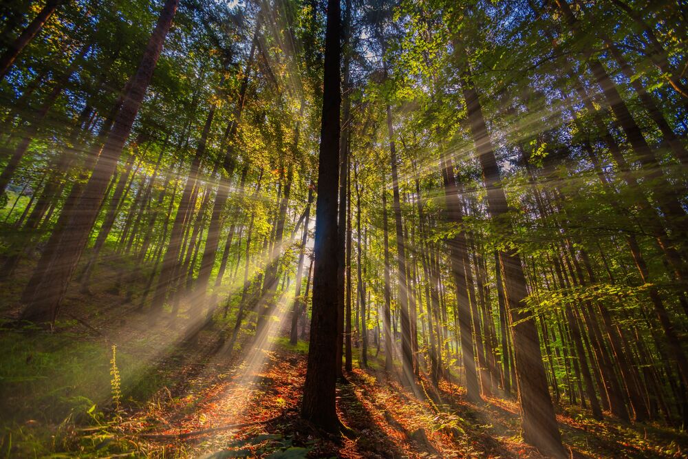 Photographie Sun rays in green forest - IGOR VITOMIROV - Tableau photo