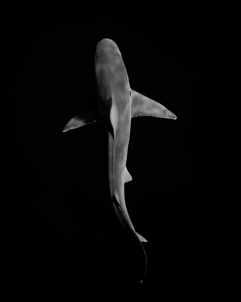 DARK SHARK, Shark, JOHN KOWITZ · Art photographs · YellowKorner