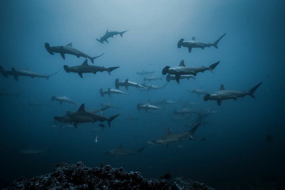 school of hammerhead sharks wallpaper