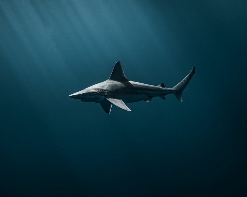 SUNSET SHARK, Marine Animals, JOHN KOWITZ · Art photographs · YellowKorner