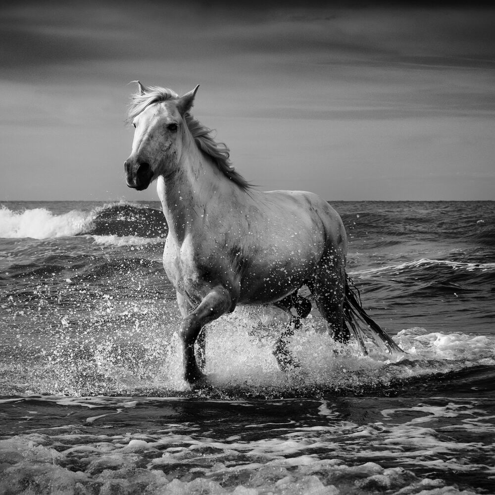 Stallion Cheval noir et blanc JONATHAN CHRITCHLEY