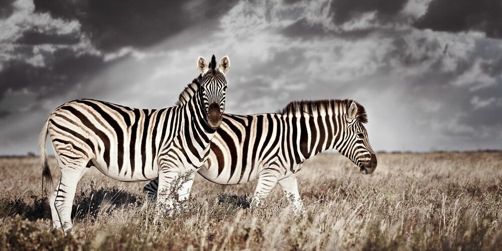 DUO II, Zebra, KLAUS TIEDGE · Art photographs · YellowKorner