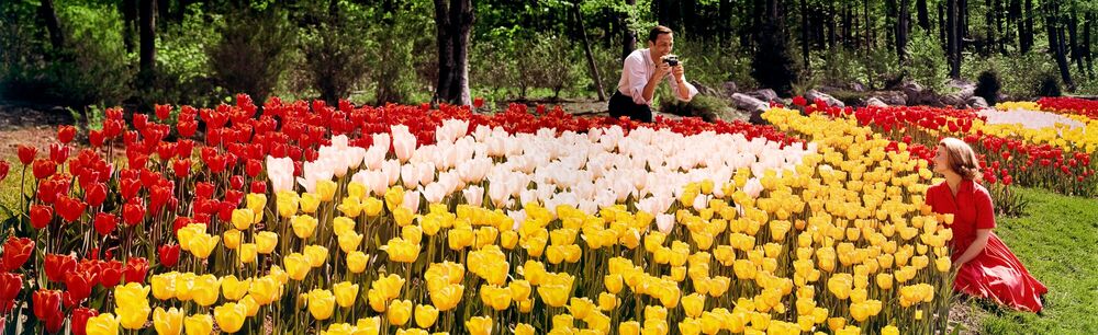 Photograph TULIP GARDEN 1964 - KODAK COLORAMA DISPLAY COLLECTION - DONALD E MARVIN - Picture painting