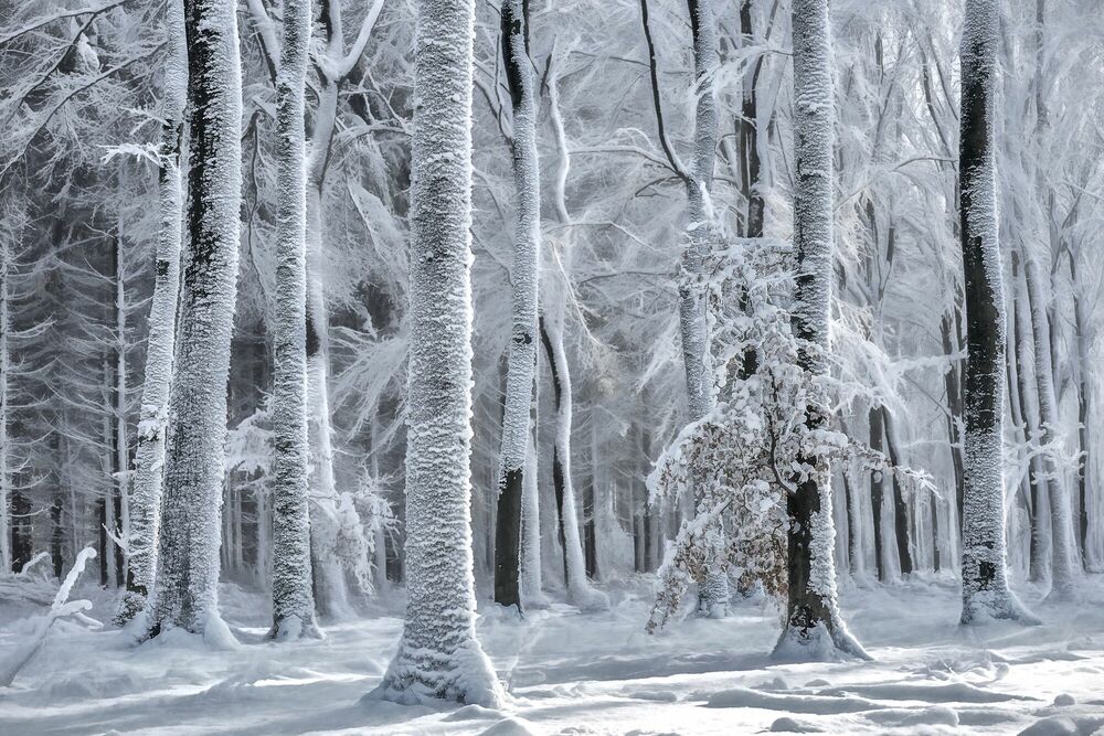 Cold Is Coming Winter Lars Van De Goor · Art Photographs · Yellowkorner