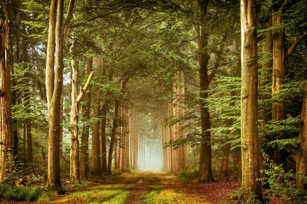 Embraced By Nature Paysage Lars Van De Goor · Photographies Dart