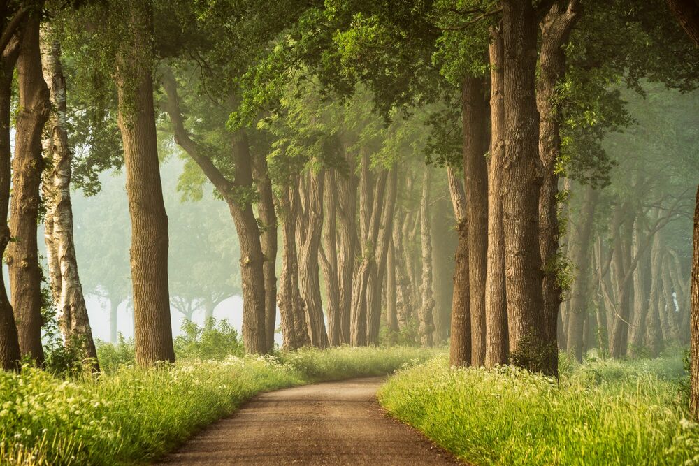 PATH OF DREAMS, Nature, LARS VAN DE GOOR · Art photographs · YellowKorner