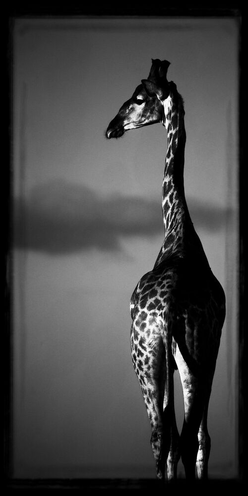 Girafe au dessus des nuages