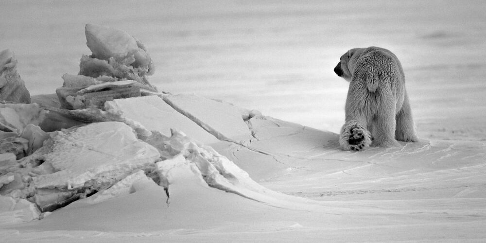 OURS BLANC EN SON ROYAUME I, Polar bear, LAURENT BAHEUX · Art ...