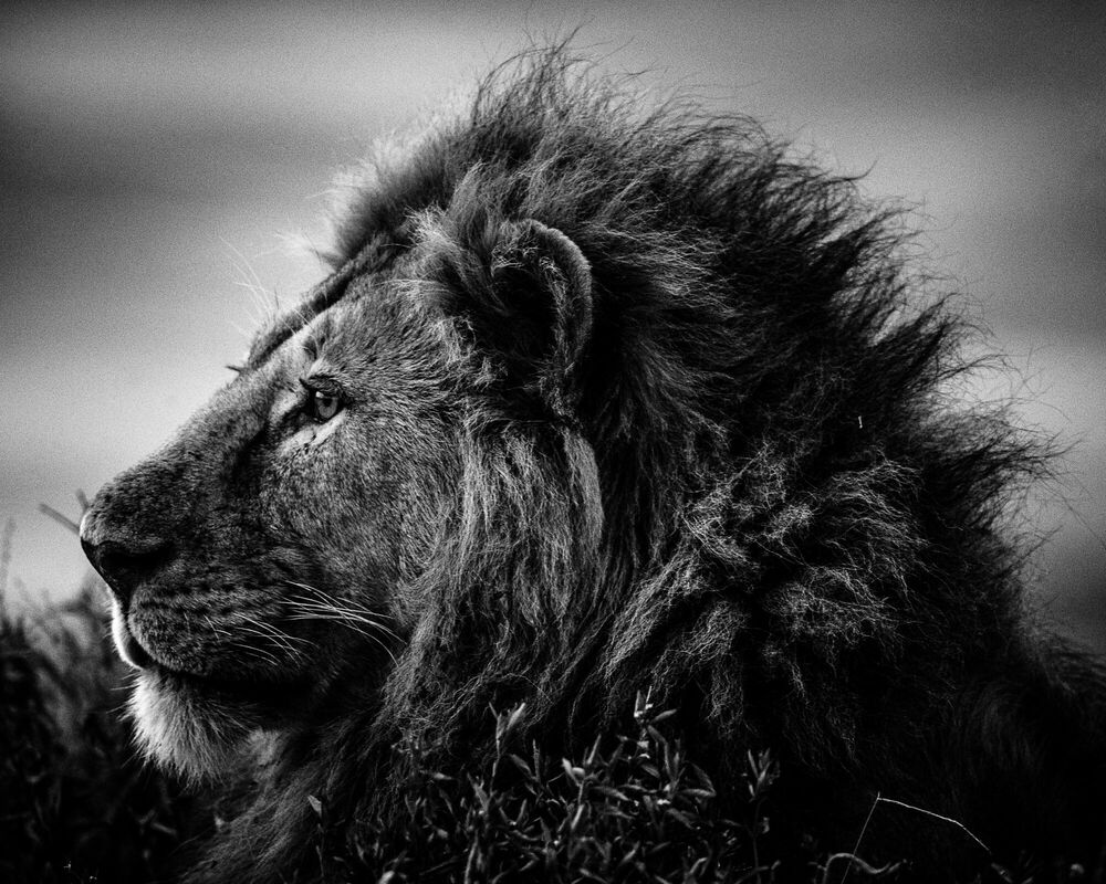 LION KING, Lion, PEDRO JARQUE KREBS · Art photographs · YellowKorner