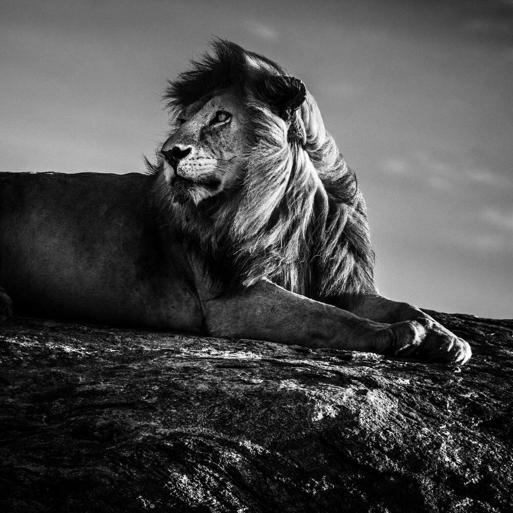 Lion Black And White Photography 1