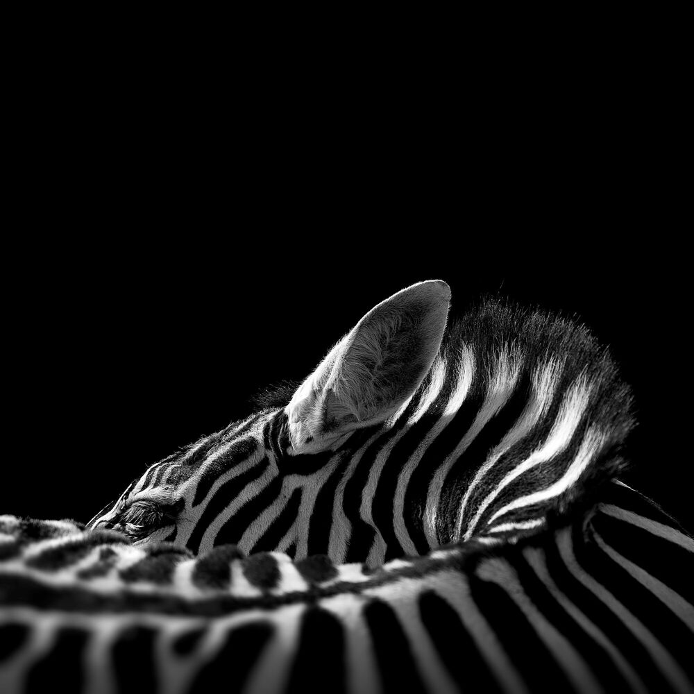 The Chapman's Zebra, Zebra, LUKAS HOLAS · Art photographs