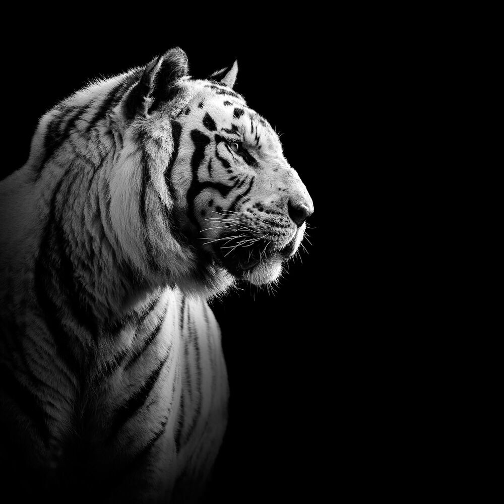 The White Tiger