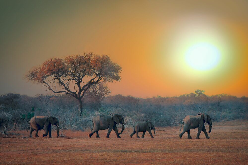 The Rising Sun, Elephant, MARIE FRANKEL · Art photographs