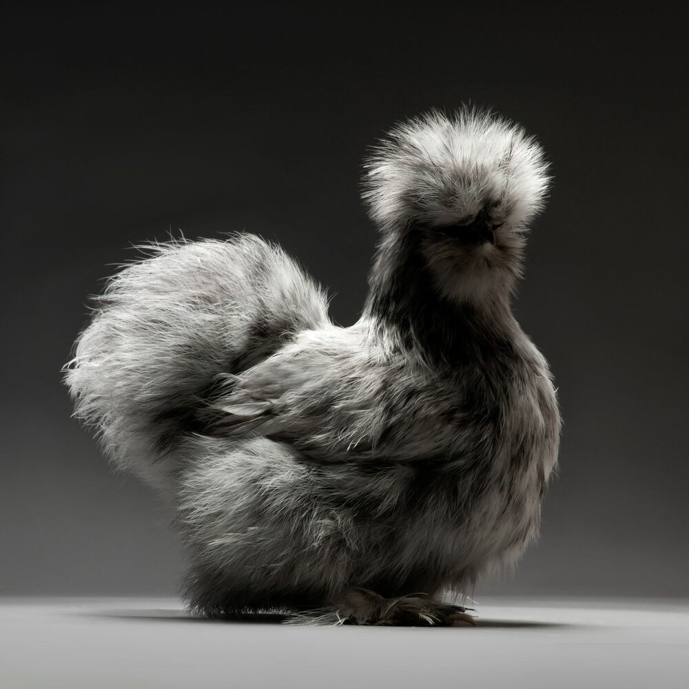 Photograph CHICKEN 05 - MATTEO TRANCHELLINI - Picture painting