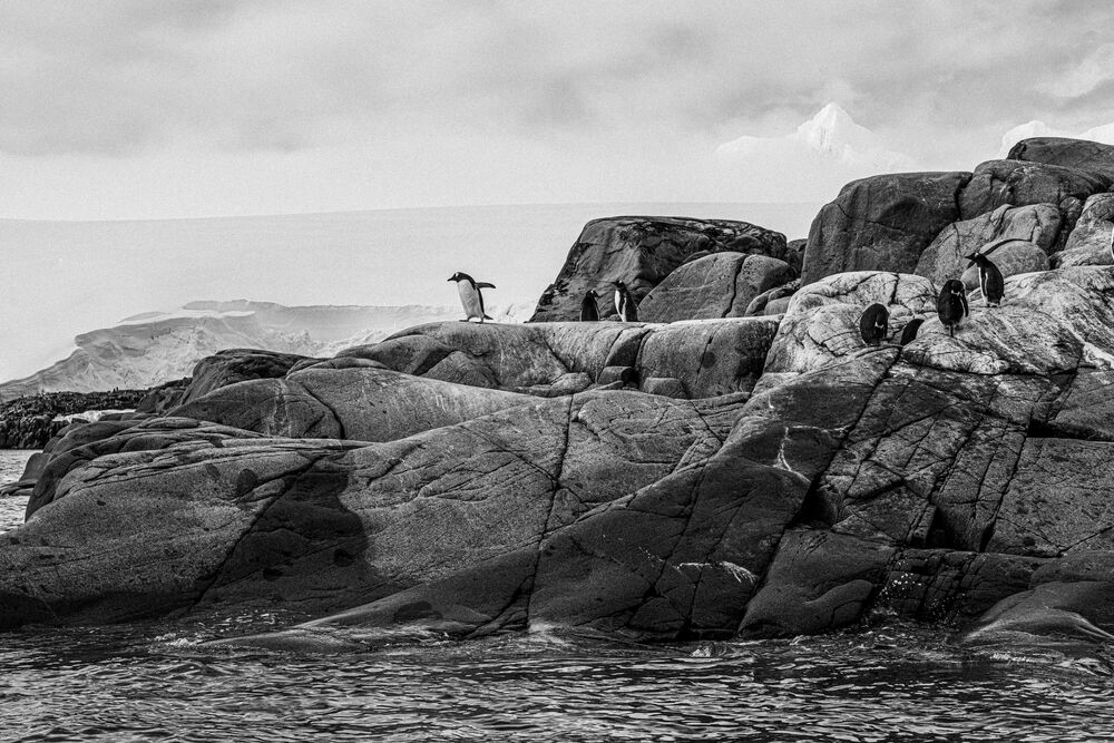 Fotografie Ceci n'est pas un pingouin - Olivier GOY - Bildermalerei