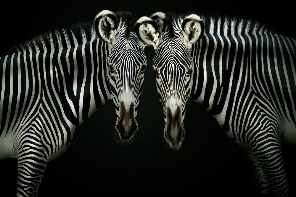 DOUBLE TROUBLE, Zebra, PEDRO JARQUE KREBS · Art photographs