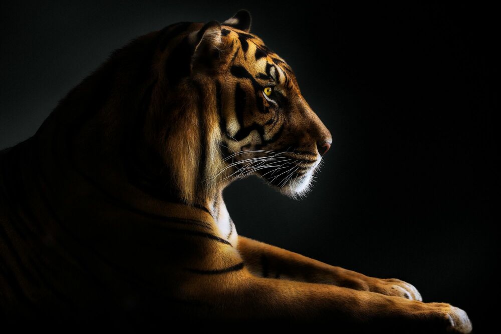 MINDFULNESS, Tiger, PEDRO JARQUE KREBS · Art photographs · YellowKorner