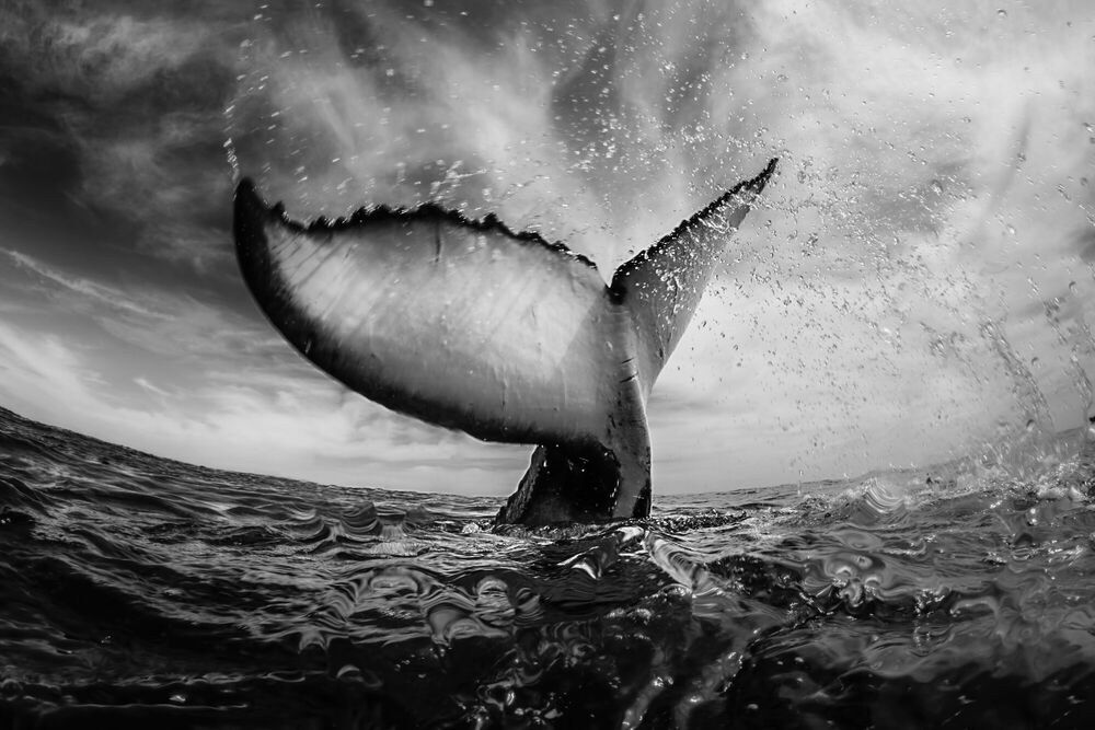 black and white whale photography