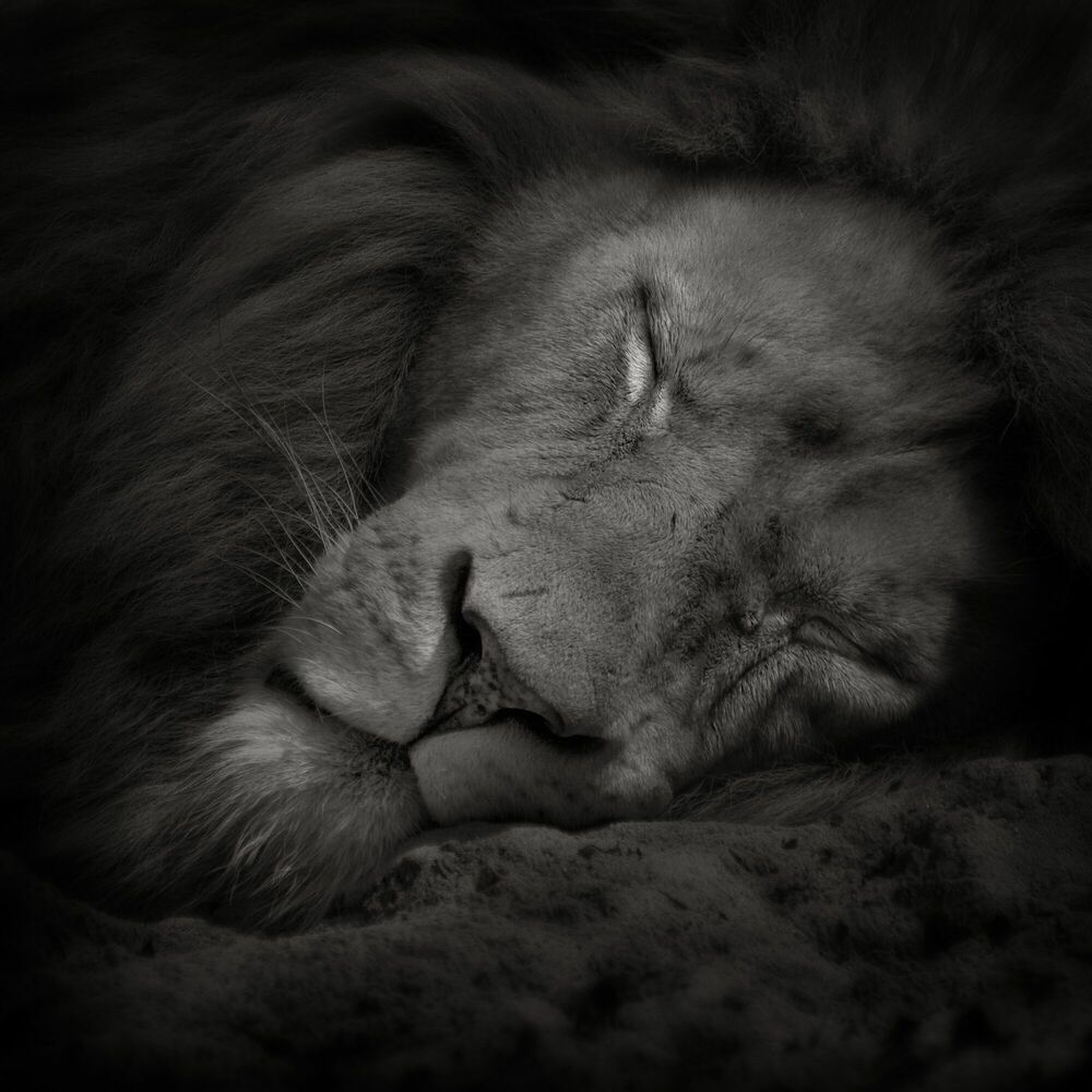 Sweet Dreams, Lion, RUUD PETERS · Art photographs · YellowKorner