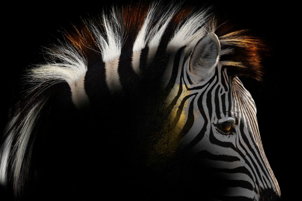 MANGWA, Zebra, SHIRLI JADE CARSWELL · Art photographs · YellowKorner