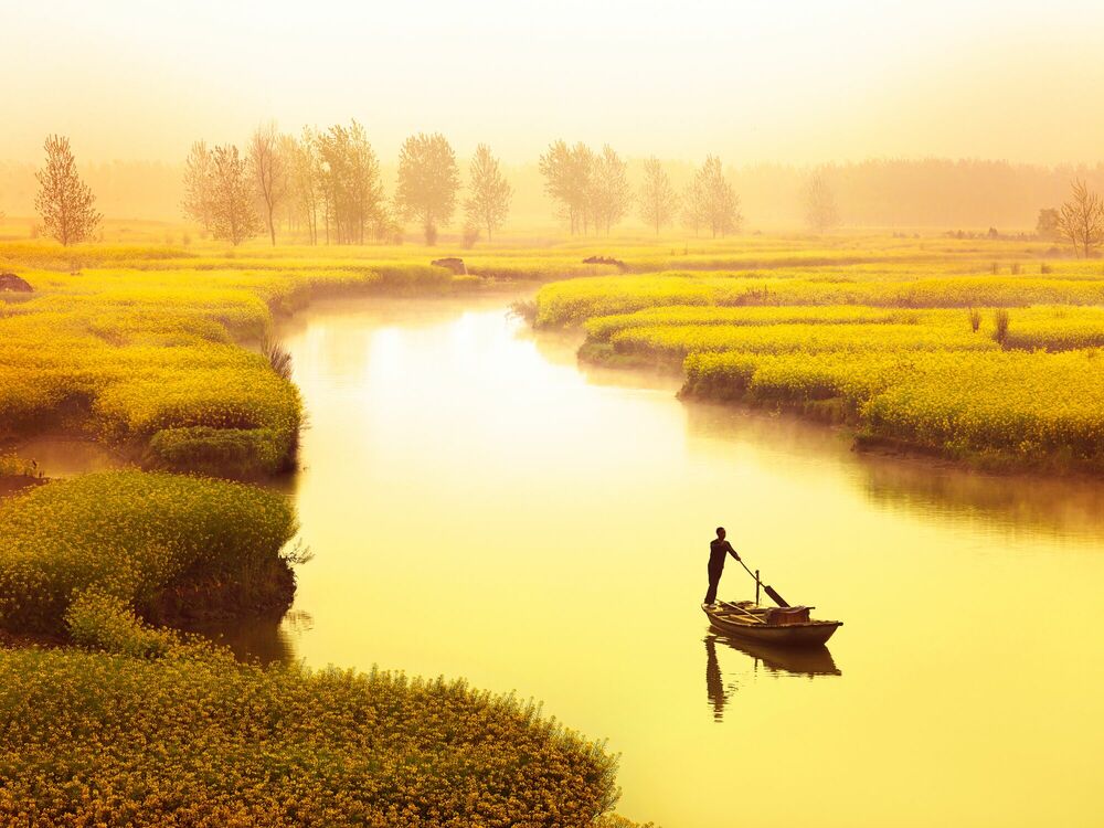 Photographie River of rapeseed - THIERRY BORNIER - Tableau photo
