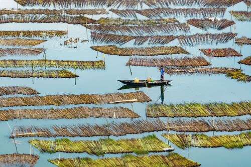 Harvesting beauty - Abdul MOMIN - Photograph