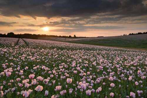 The Medicine Fields - ADAM BURTON - Fotografia