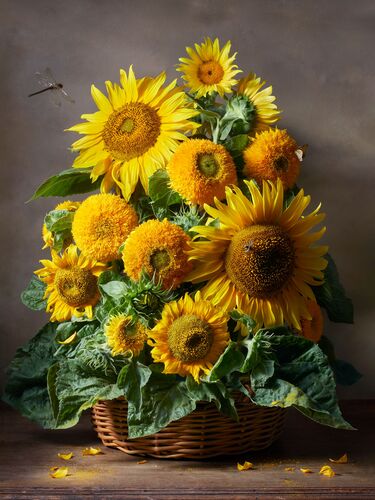 Sunflowers in the basket - Alena Kutnikova - Kunstfoto