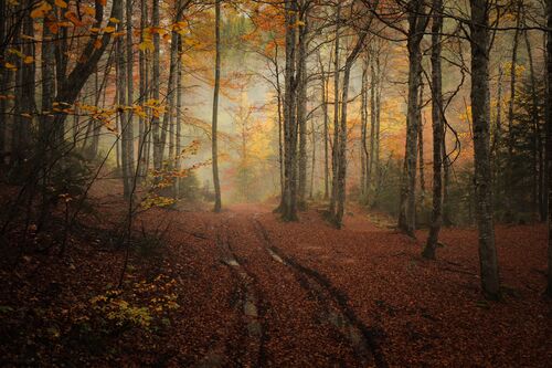 Au coeur de l'automne  - ALEXANDRE DESCHAUMES - Kunstfoto