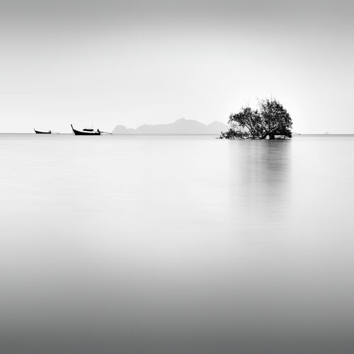 Mangrove dawn 1 - ALMA  - Kunstfoto