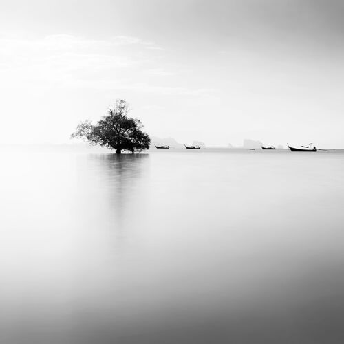 Mangrove dawn 2 - ALMA  - Kunstfoto