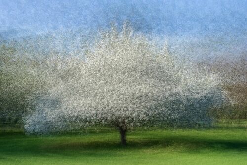 FLOWERING APPLE TREE - ARNE OSTLUND - Kunstfoto