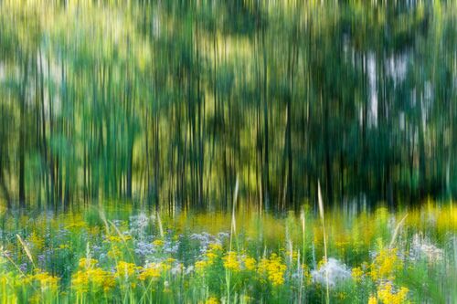 Fading flowers - Bart Debo - Photograph