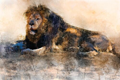 Lazy Lion - Bart Debo - Photograph