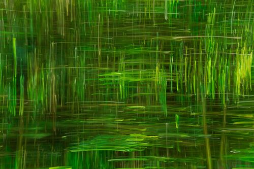 Moving bamboo - Bart Debo - Photograph