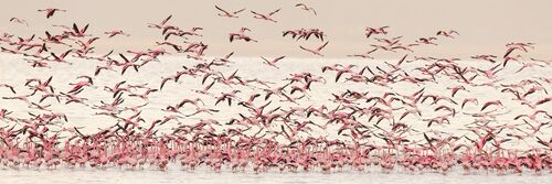 Flying pink - Benoit FERON - Photograph