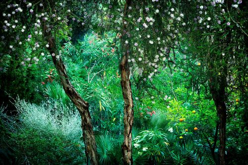 Le Jardin Eden 1 - BERNHARD HARTMANN - Photograph