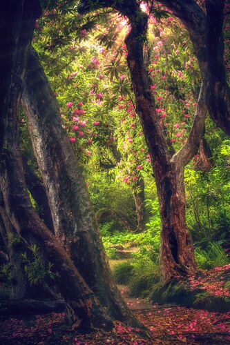 LE JARDIN MAGIQUE 2 - BERNHARD HARTMANN - Photograph