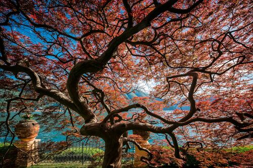 LE JARDIN VILLA CASSINELLA - BERNHARD HARTMANN - Photographie