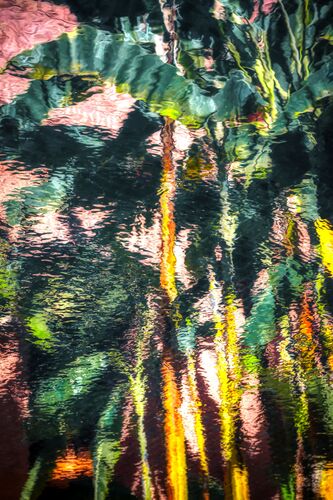Palm tree reflections - BERNHARD HARTMANN - Kunstfoto