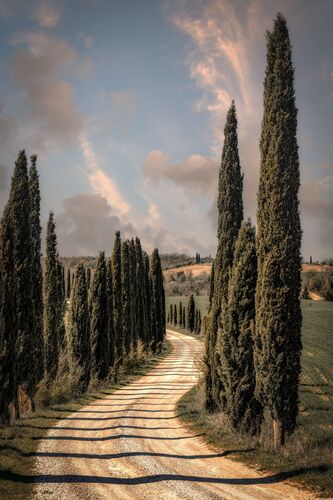 The Cypress road - BERNHARD HARTMANN - Fotografía