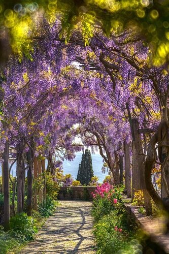 The enchanted garden - BERNHARD HARTMANN - Fotografía