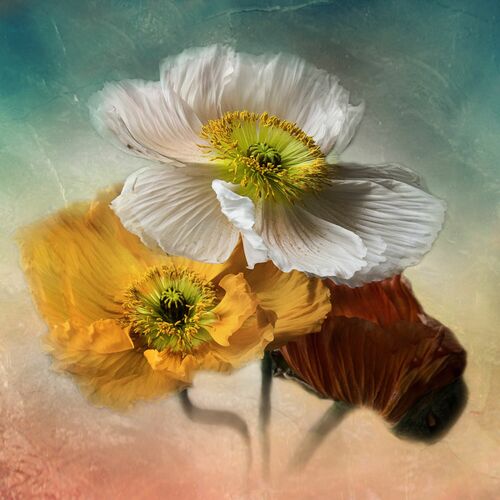 Trio - CHRISTINE ELLGER - Photograph