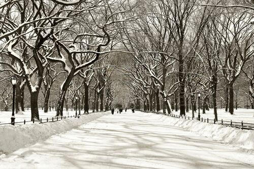 Bliss-Poet's Walk Central Park - CHRISTOPHER BLISS - Photographie
